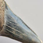Dents de requin fossiles fines et dentelées - Dent fossile -