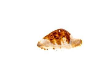 opvallend patroon $$$ GEM $$$ Top Zustand $$$ Taxidermie, Nieuw