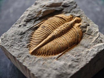 Trilobite coloré de qualité musée - Carapace fossilisée