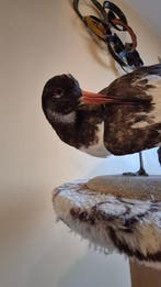 Huitrier Pie Taxidermie volledige montage - Haematopus