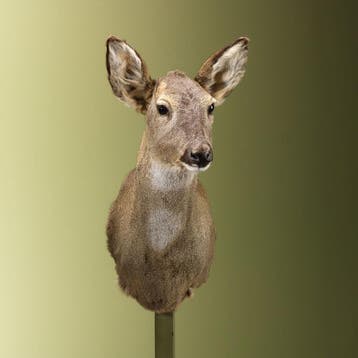 Reebok Wintervacht V Taxidermie Opgezette Dieren By Max, Ophalen of Verzenden, Opgezet dier