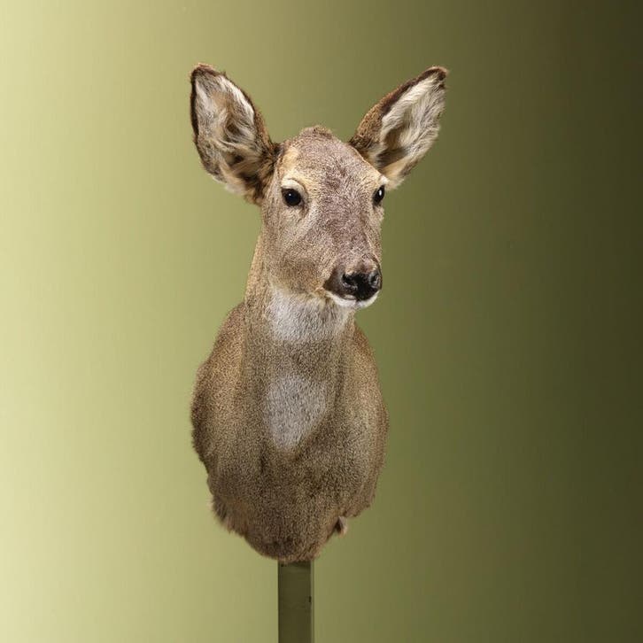 Reebok Wintervacht V Taxidermie Opgezette Dieren By Max, Collections, Collections Animaux, Enlèvement ou Envoi