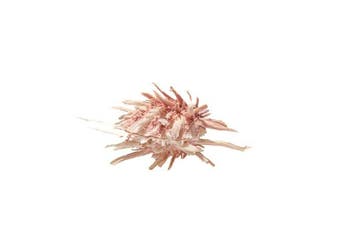 Spondylus wrightianus (65mm) | Makellose