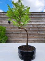 Metasequoia bonsai dans un bol à bonsaï - Hauteur (arbre) :
