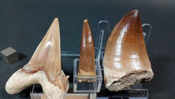 Requin, plésiosaure et mosasaure - Dents fossiles - Otodus, Collections