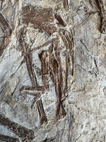 Zeldzaam volledig viervleugelig dinosaurusfossiel - 80 cm -, Verzamelen