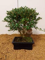 Japanese holly bonsai (Ilex crenata) - Hauteur (arbre) : 21