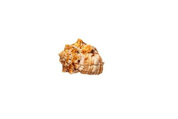 Pleuroploca clava Skelet - Pleuroploca clava - 0 mm - 0 mm -, Antiek en Kunst