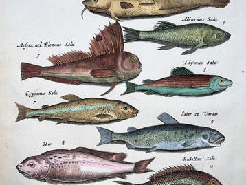 Matthäus Merian (1593-1650) - Fish: Angel Shark, Blenny,