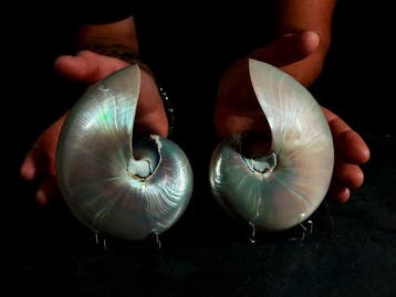 Nautilus parelachtig in doorsnede Taxidermie volledige, Nieuw