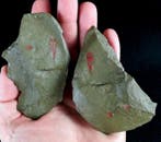 Indrukwekkende Hyolitha – Helcio bewaard!!! - Gefossiliseerd
