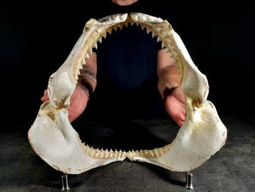 overdreven maat van een bruine haai Taxidermie volledige, Nieuw