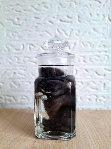 Kat Taxidermie volledige montage - Felis catus - 17.5 cm -