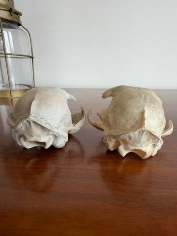 Kat Taxidermie volledige montage - Félis catus - 10 cm - 5