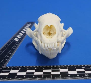 Schedel van de das Schedel - Meles meles - 0 cm - 0 cm - 14, Nieuw