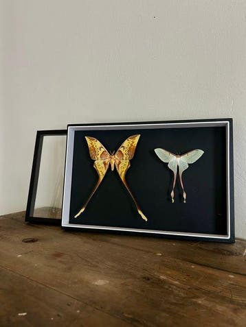 Vlinder Taxidermie volledige montage - Lepidoptera - 39 cm -