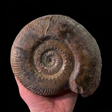 Ammoniet - Gefossiliseerde schelp - Hammatoceras speciosum -, Verzamelen