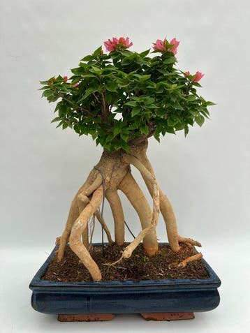 Bougainvillea bonsai (Bougainvillea glabra) - Hoogte (boom):