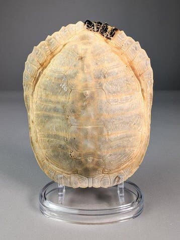 Zeldzame albino schildpadcarapace Pantser - Trachemys, Nieuw