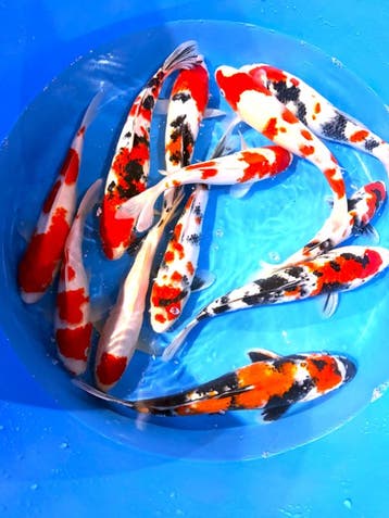Hirasawa Marusei 30-37cm (Japanse Koi), Ophalen of Verzenden