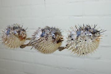 Trois gros poissons-porc-épics Support de corps entier pour, Verzamelen, Nieuw