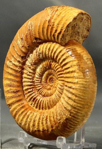 Belle ammonite bien préservée. - Animal fossilisé -