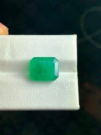 Sans prix de réserve - 1 pcs Vert Émeraude - 6.51 ct -