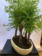 Kustmammoetboom bonsai (Sequoia) - Hoogte (boom): 40 cm -