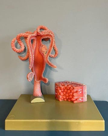 Anatomisch model - Kunststof - 1960-1970 - Zoetwaterpoliep, Antiek en Kunst