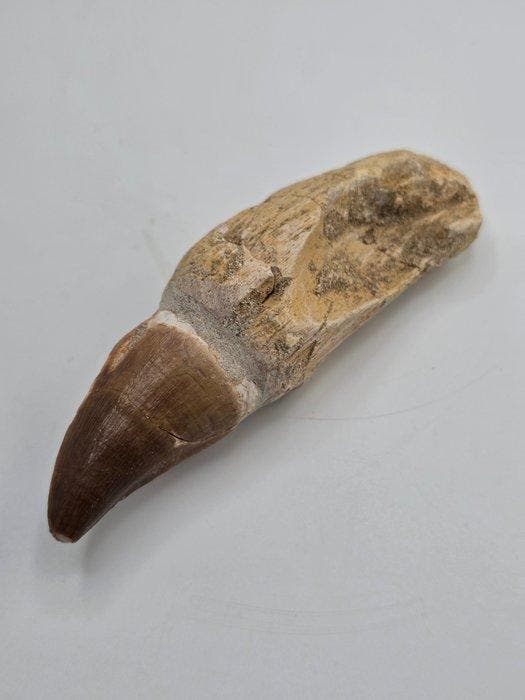Mosasaurus - Fossiele tand - 11 cm (Zonder minimumprijs), Collections, Minéraux & Fossiles