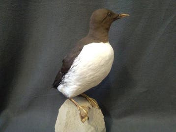 Guillmot Support de corps entier pour taxidermie - Uria, Nieuw
