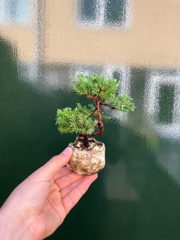 Bonsaï Genévrier (Juniperus) - Hauteur (arbre) : 12 cm -