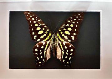 Vlinder Taxidermie volledige montage - Graphium Agamemnon de