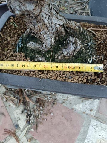Den bonsai (Pinus) - Hoogte (boom): 65 cm - Diepte (boom):