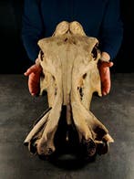 enorme fossiele nijlpaard - Fossiele schedel - hippopotamus, Verzamelen, Dierenverzamelingen, Nieuw