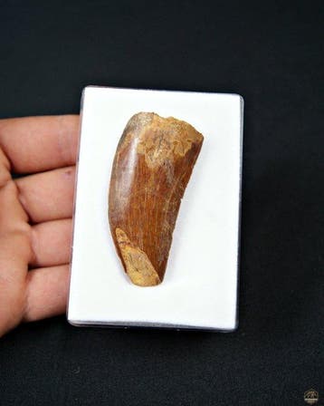 Dinosaurus - Fossiele tand - Carcharodontosaurus Saharicus
