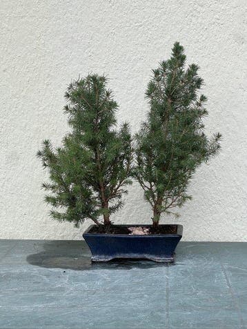 Spar bonsai (Picea) - Hoogte (boom): 55 cm - Diepte (boom):