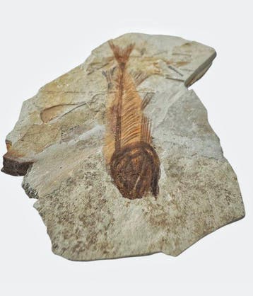 Vis - Gefossiliseerd dier - Fossil Fish from China