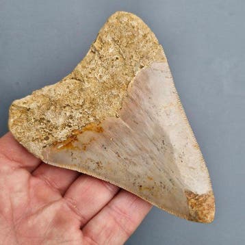 Requin mégalodon - Dent fossile - megaselachus megalodon -