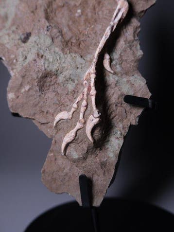 Dinosaure - Griffe fossilisée - 27 cm - 14 cm
