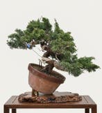 Bonsai van Itoigawa-jeneverbes - Hoogte (boom): 31 cm -