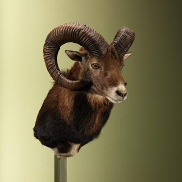 Moeflon Taxidermie Opgezette Dieren By Max, Ophalen of Verzenden, Nieuw, Wild dier, Opgezet dier