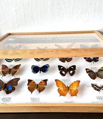 16x Exotische Nymphalidae Wereldcollectie in museumlade, Nieuw