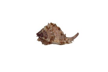 Legendarische 93 mm Naquetia barclayi - Heilige Graal, Verzamelen, Nieuw