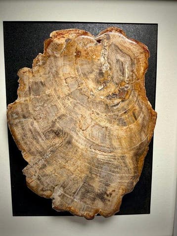 Versteende boomvarenhoutplaat - Gefossiliseerd hout - Wooden
