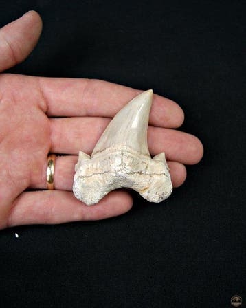 Haai - Fossiele tand - Otodus Obliquus (Zonder minimumprijs)