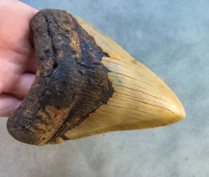 Megalodon - Fossiele tand - 123 mm - 87 mm, Verzamelen, Mineralen en Fossielen