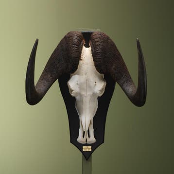 Witstaartgnoe Schedel Taxidermie Opgezette Dieren By Max, Ophalen of Verzenden, Nieuw, Wild dier, Opgezet dier