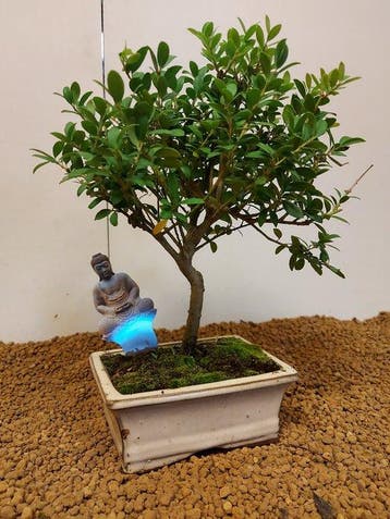 Japanese holly bonsai (Ilex crenata) - Hoogte (boom): 24 cm