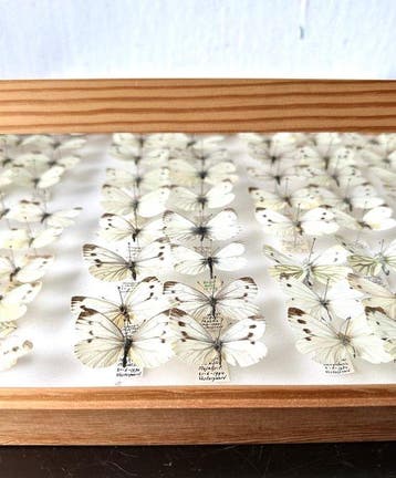 Museum lade met 88 geprepareerde witjes uit het Pieris, Nieuw